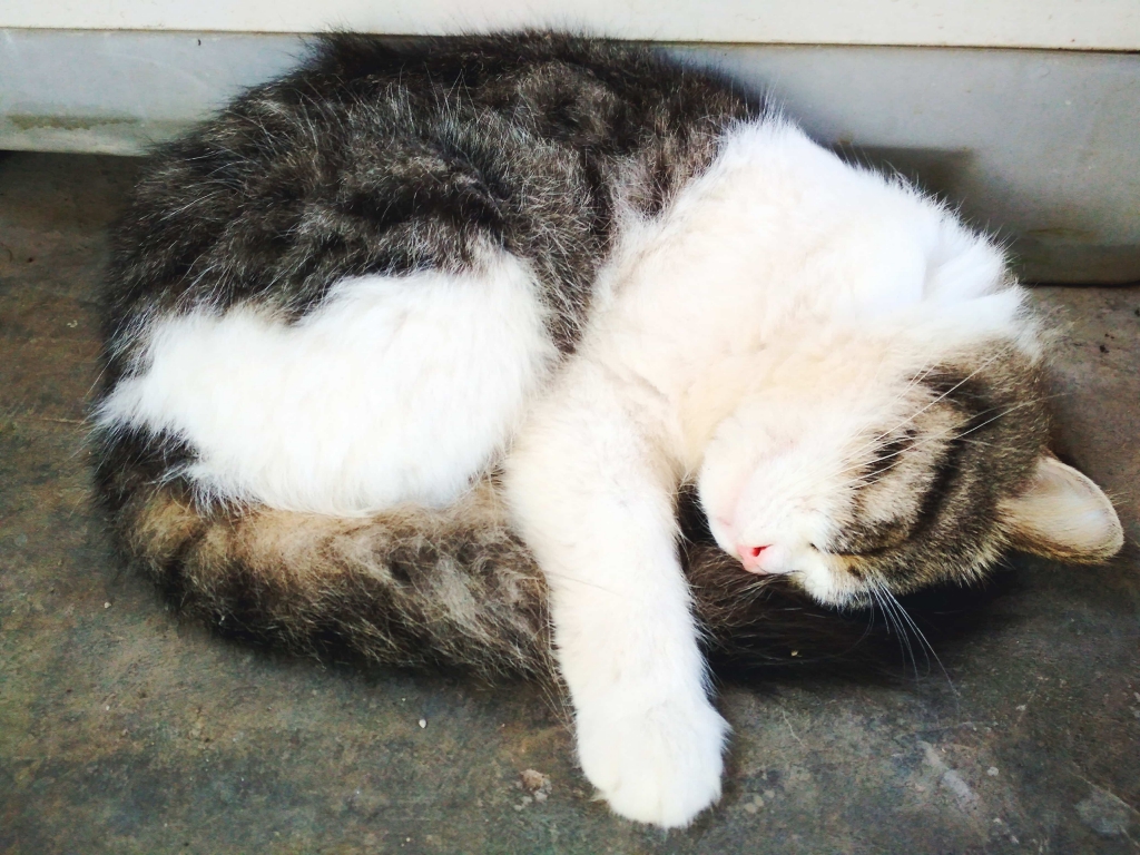 Cara Meditasi